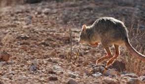 Image result for bettong