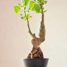 Image result for Adenia bequaertii