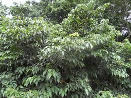 Image result for Dialium