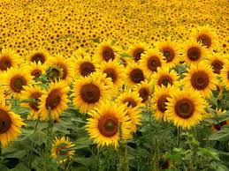Sunflower Pictures Yahoo Search Results Best Flower Pictures Sunflowers And Daisies Flower Pictures