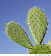 Cochinellifera, which is a host plant of the cochineal insect. What Is Nopal Mean In English