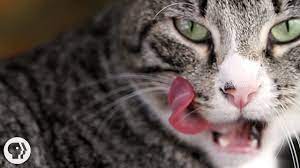 About press copyright contact us creators advertise developers terms privacy policy & safety how youtube works test new features press copyright contact us creators. Why Does Your Cat S Tongue Feel Like Sandpaper Deep Look Youtube