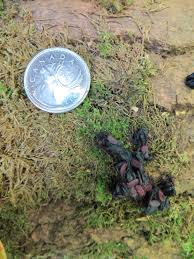 Image result for marten poop
