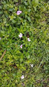 Image result for Heterotis rotundifolia
