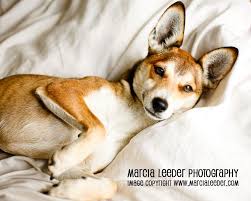 Black And Tan Shiba Inu Dachshund Mix Shiba Whippet Google Search Whippet Whippet Mix Pets