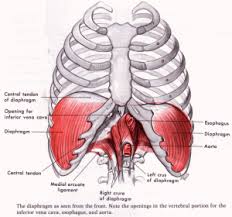 The joints in your rib. Respiratory Dysfunction In Swimmers Coast Sport