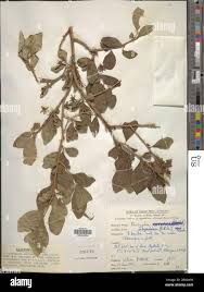 Image result for Dovyalis abyssinica