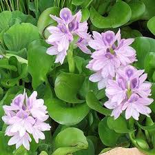 Water Hyacinth Water Garden Plants Water Plants Aquatic Plants