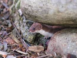 Home garten & balkon wühlmaus im garten? Seeadler Ringelnatter Mauswiesel Ein Tag Im Garten Feinschmeckergarten