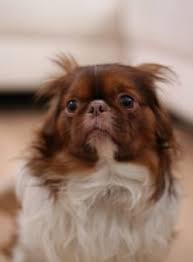 Watch this terrified little puppy as he learns to go down the. How To Teach Your Dog To Climb Up And Down Stairs A Dog S First Steps