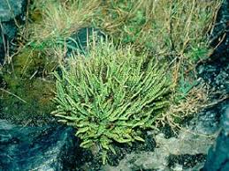 Image result for Asplenium mannii