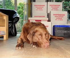 Now that singapore is more like an international hub for business, many entrepreneurs are setting up shop in the country. Moving To Singapore With Pets Singapore Angloinfo