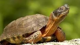 Animal Spotlight Hour: Turtles