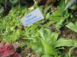 Cekur Wikipedia Bahasa Melayu Ensiklopedia Bebas Herbs Garden Vegetables