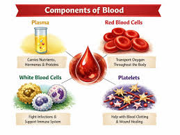 Image result for Blood Volume