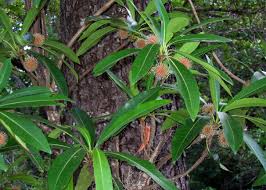 Image result for Breonadia