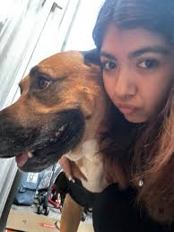 Lost Dog in Channel Islands Area