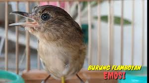 Selain itu burung beo juga perlu dicernakan terlebih dahulu. Download Flamboyan Gacor Emosi Tinggi Ngebren Rapat Nyerecet Paling Jitu Buat Pancingan Dan Master Daily Movies Hub