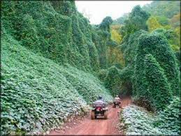 Kudzu Taking Over Along A Hatfield Mccoy Trail Wv Outdoorsy Vacation Appalachia West Virginia