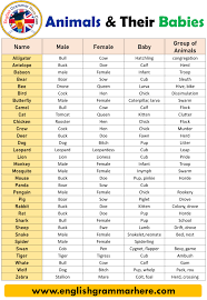 Animals Names Animals And Their Young Ones English Grammar Here Animals Name In English English Grammar English Lessons For Kids