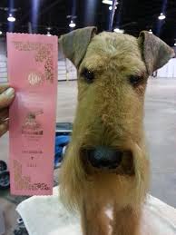 Airedale Head Grooming Pet Grooming Dog Grooming Tips