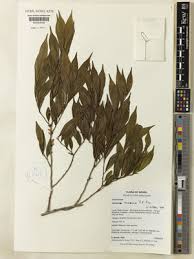 Image result for Xylopia lukei