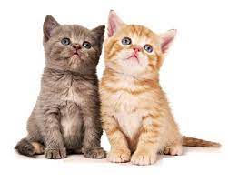 Use them in commercial designs under lifetime, perpetual & worldwide rights. Kitten Cats Etched In Clear Glass Like Acrylic Led Night Light You Can Have It Engraved Personalize In 2021 Kittens And Puppies Cats Cats And Kittens