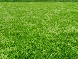 I want to overseed my lawn so the new grass (kentucky bluegrass) will grow over the existing lawn. When To Plant Grass Seed In Missouri Jonathan Green