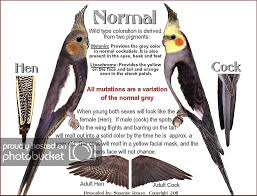 Cockatiel Mutations By Susanne F Russo Photobucket Cockatiel Cockatiel Toys Cockatiel Care