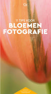Bloemen Fotograferen 11 Tips Fotografietips Fotografie Fototips