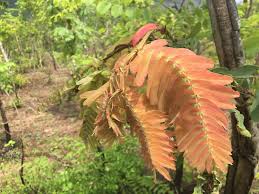 Image result for Brachystegia boehmii