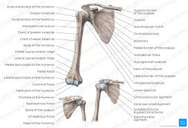 Movements of the human shoulder represent the result of a complex dynamic interplay of structural bony anatomy and biomechanics, static ligamentous and tendinous restraints, and dynamic muscle forces. Scapula Anatomy And Clinical Notes Kenhub