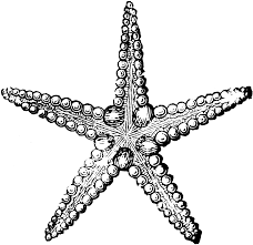 eliya s blog country western weddings ideas vera wang sweetheart mermaid wedding dresses starfish clipart starfish tattoo starfish art