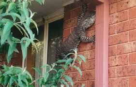 Epingle Sur Reptiles Et Batraciens