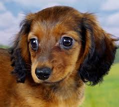 Long Haired Miniature Dachshund Girl Born 3 26 2014 Color Wild Boar Dachshund Puppies Wiener Dog Hound Dog