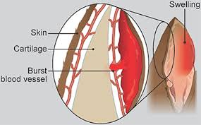 Lymph nodes are small glands that filter lymph, the clear fluid that circulates through the. Aural Haematoma In Cats Pdsa