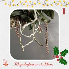 Image result for Rhipidoglossum rutilum