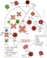According to carl fichtenbaum, md, professor in the division of infectious diseases at the university of cincinnati college of medicine, part of this response involves releasing cytokines,. Tumor Induced Perturbations Of Cytokines And Immune Cell Networks Sciencedirect