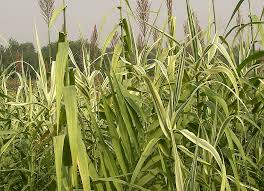 Image result for Arundo donax