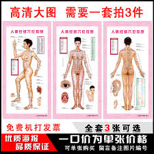 buy human meridian acupuncture points chart large wall map