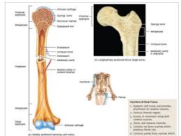 The bone on the left in the image is the. Gross Structure Of Adult Long Bone