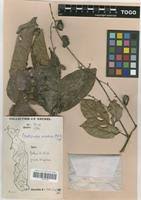 Image result for Pseudospondias microcarpa