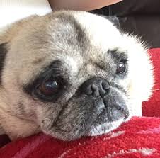 It is also thought touch may be. St Francis Veterinary Hospital Home Facebook
