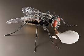 Common House Fly Insect Models Julia Stoess Flying house fly in extreme close up stock imagesby gewoldi8/335.