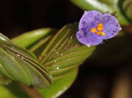 Image result for Cyanotis caespitosa