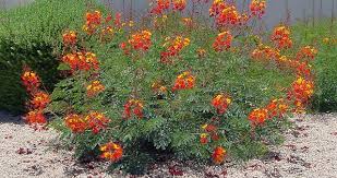 Bird Of Paradise Plant Varieties Red Bird Of Paradise Google Search Birds Of Paradise Plant Texas Landscaping Texas Native Plants