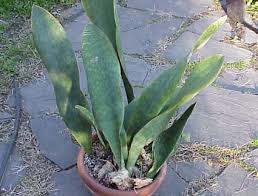 Image result for Salacia congolensis