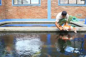 Tiga Proses Pemijahan Ikan Koi