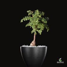 Image result for Erythrophysa