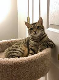 Just Chillin By Quadroman1 What You Think About Beautiful Cats Tabby Cat Cool Cats